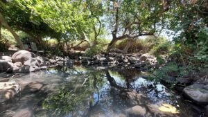 עין פחורה צילום יהודה ויינברג